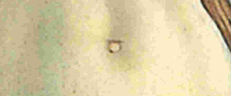 A close-up of Venus' navel. A close-up of Venus' navel.